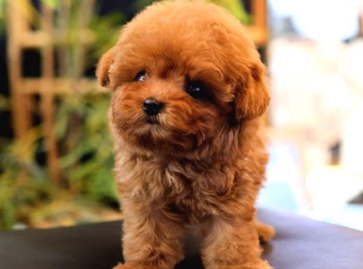 Sevgi Dolu Toy Poodle Yavrularim  görsel