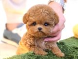 Dunyalar Guzeli Toy Poodle Bebeklerimiz 