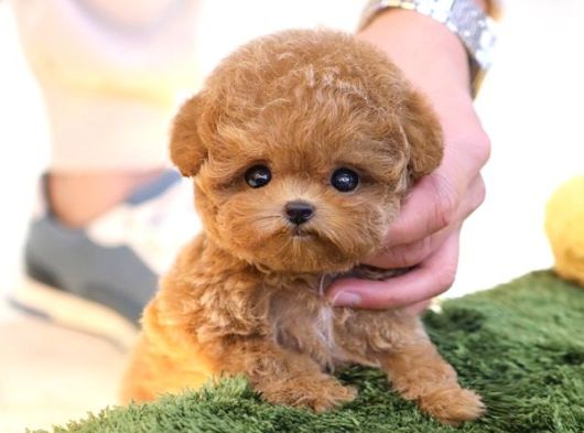 Dunyalar Guzeli Toy Poodle Bebeklerimiz  görsel