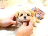 Sevgi Dolu Toy Poodle Yavrularim