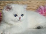 A KALITE SCRLİ BRITISH SHORTHAIR SILVER POINT BEBEKLERIM