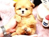 Zeki Akilli Toy Poodle Cocuklarim 