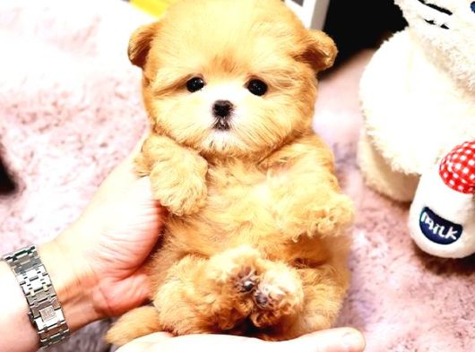 Kore Maltipoo Cocuklarim   görsel