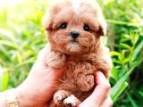 Korean Export Toy Poodle Bebekleri̇m