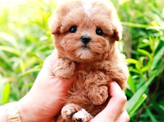 Korean Export Toy Poodle Bebekleri̇m görsel