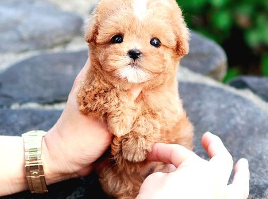 Korean Export Toy Poodle Bebekleri̇m