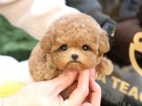 Dunyalar Guzeli Toy Poodle Bebeklerimiz 