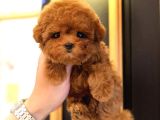 Sevgi Dolu Toy Poodle Yavrularim 