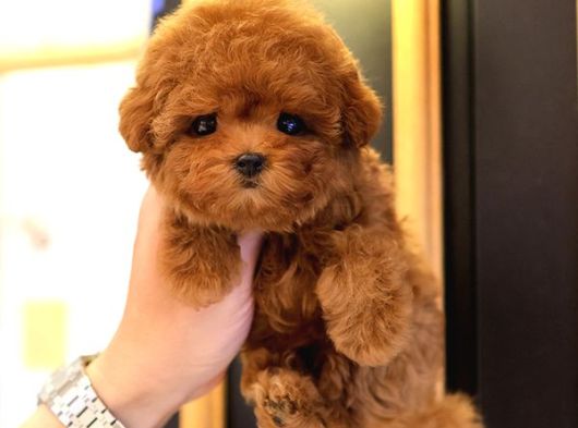 Sevgi Dolu Toy Poodle Yavrularim  görsel