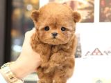 Teddy Bear Korean Toy Poodle Yavrularimiz 