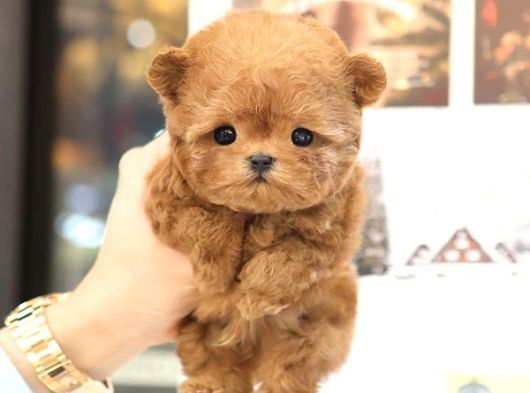 Teddy Bear Korean Toy Poodle Yavrularimiz  görsel
