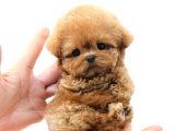 EVINIZIN GOZDESI TOY POODLE YAVRULARIM 