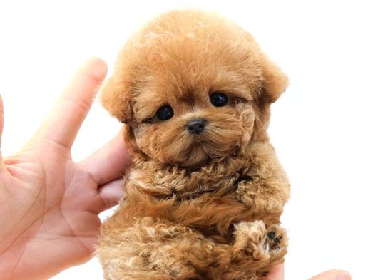 Evinizin Gozdesi Toy Poodle Yavrularim 