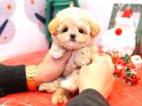 Sevgi Dolu Toy Poodle Yavrularim