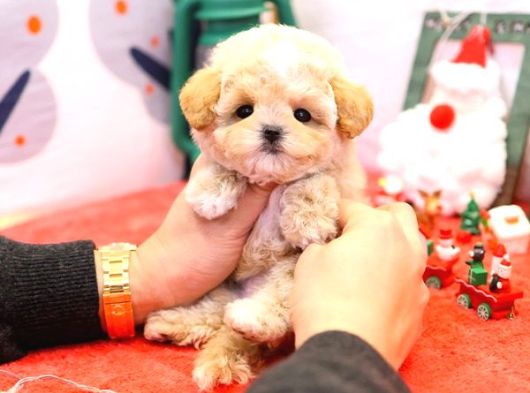 Sevgi Dolu Toy Poodle Yavrularim görsel