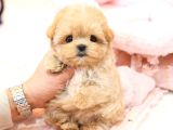 Seker kivaminda cok ozel toy poodle bebeklerimiz 