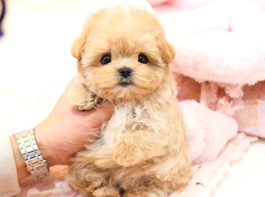 Seker Kivaminda Cok Ozel Toy Poodle Bebeklerimiz 