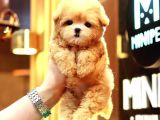 KORE MALTIPOO COCUKLARIM  