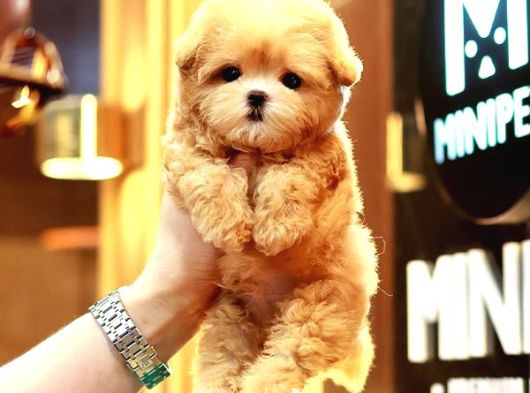 Kore Maltipoo Cocuklarim  