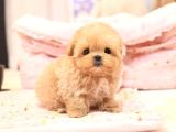 Seker Kivaminda Cok Ozel Toy Poodle Bebeklerimiz 