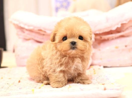 Seker Kivaminda Cok Ozel Toy Poodle Bebeklerimiz  görsel