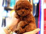 Red Brown Toy Poodle Bebeklerimiz
