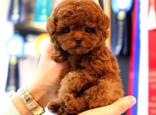Red Brown Toy Poodle Bebeklerimiz görsel