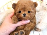 TEDDY BEAR KOREAN TOY POODLE YAVRULARIMIZ 