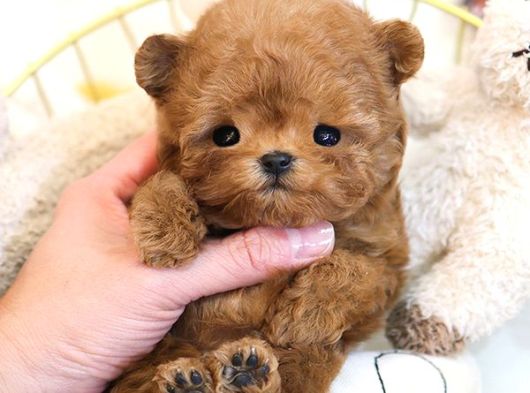 Teddy Bear Korean Toy Poodle Yavrularimiz 