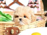 Cana Yakin Kore Toy Poodle Bebeklerimiz