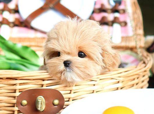 Cana Yakin Kore Toy Poodle Bebeklerimiz görsel