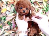 Korean Toy Poodle Yavrularim