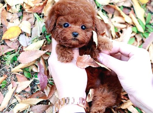 Korean Toy Poodle Yavrularim görsel