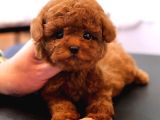 Red Brown Toy Poodle Bebeklerimiz