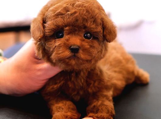 Red Brown Toy Poodle Bebeklerimiz görsel