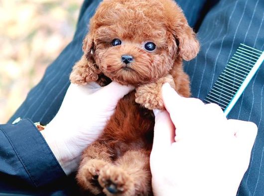 Korean Toy Poodle Yavrularim görsel