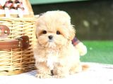 CANA YAKIN KORE TOY POODLE BEBEKLERIMIZ