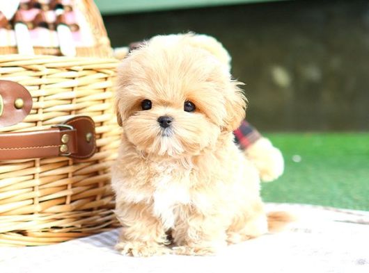Cana Yakin Kore Toy Poodle Bebeklerimiz