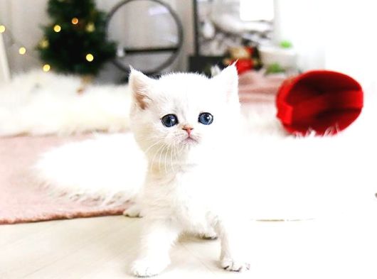 A Scr Belgeli British Shorthair Yavrularimiz 
