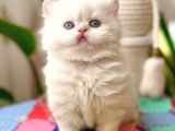 MUKEMMEL GUZELLIKTEKI BRITISH SHORTHAIR YAVRULARIMIZ 