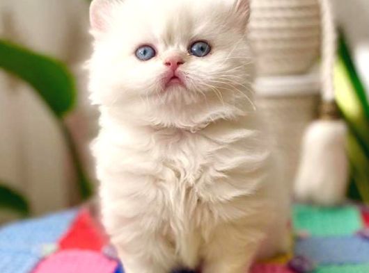 Mukemmel Guzellikteki British Shorthair Yavrularimiz 