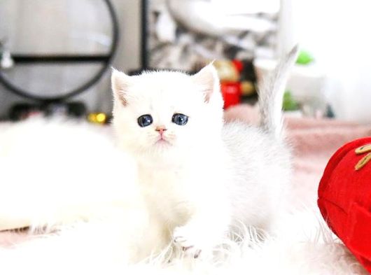 A Scr Belgeli British Shorthair Yavrularimiz  görsel