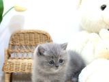 Mutluluk Deposu British Shorthair Yavrularim