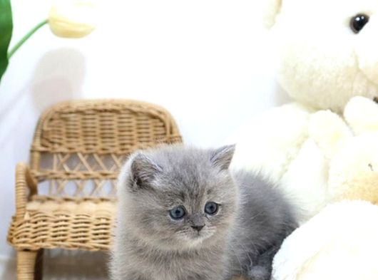 Mutluluk Deposu British Shorthair Yavrularim görsel