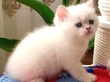 Mukemmel Guzellikteki British Shorthair Yavrularimiz 