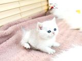 A Scr Belgeli British Shorthair Yavrularimiz 