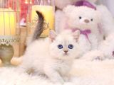 Sevecen British Shorthair Yavrularimiz 