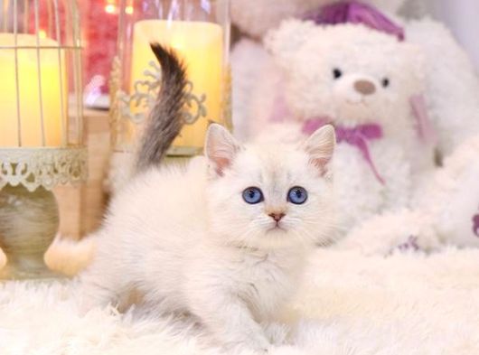 Sevecen British Shorthair Yavrularimiz  görsel
