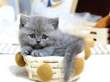 Mutluluk Deposu British Shorthair Yavrularim
