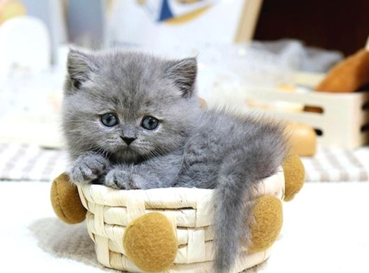 Mutluluk Deposu British Shorthair Yavrularim görsel